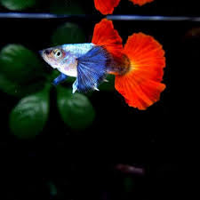 Dumbo Red Tail Guppy image 0