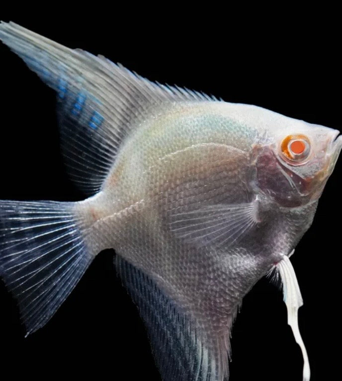 Red Eye Golden Angelfish