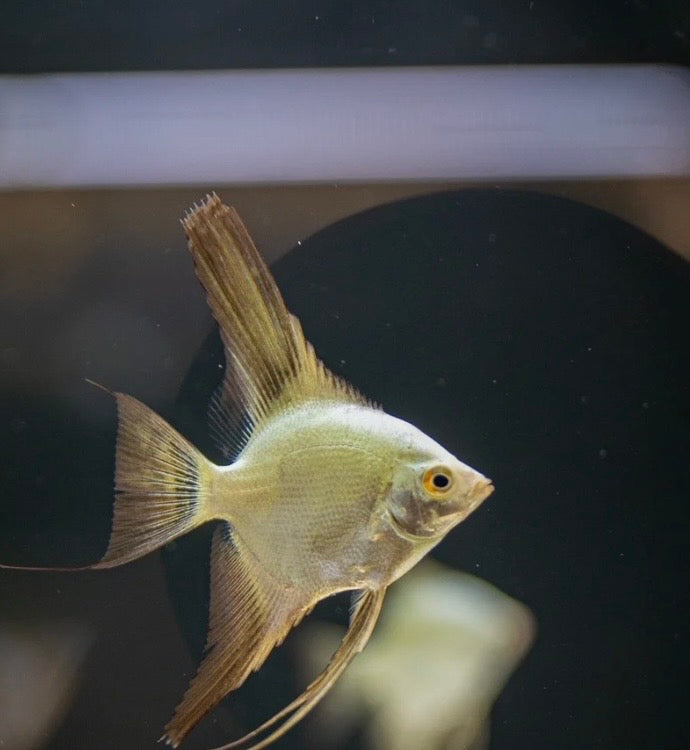Bulgarian Seal Point Angelfish