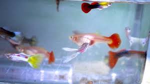 Assorted Guppies