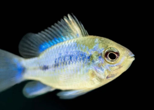 Electric Blue Ram