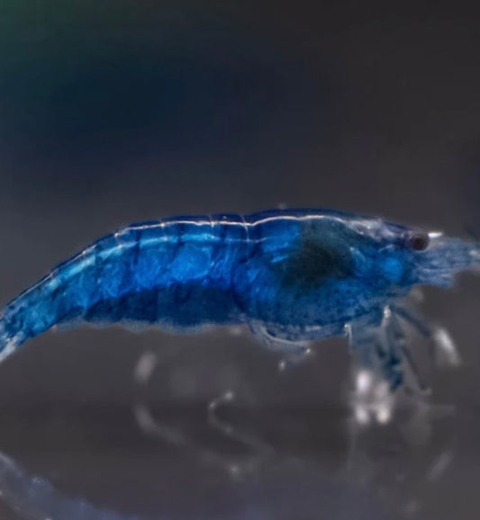 Blue Dream Neocaridina
