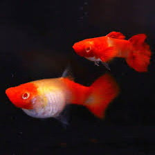 Albino koi guppy image 0