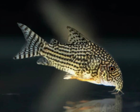 Sterbai Corydora