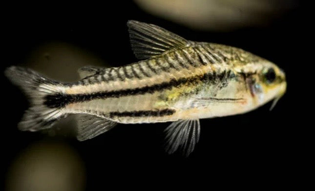 Pygmy Corydora