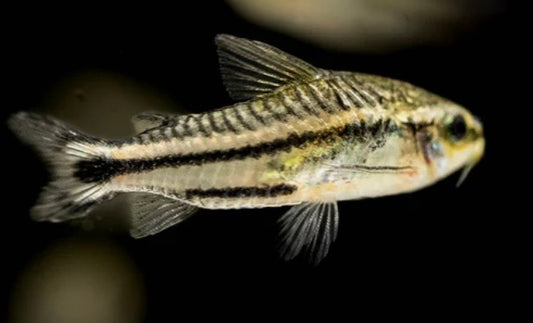 Pygmy Corydora