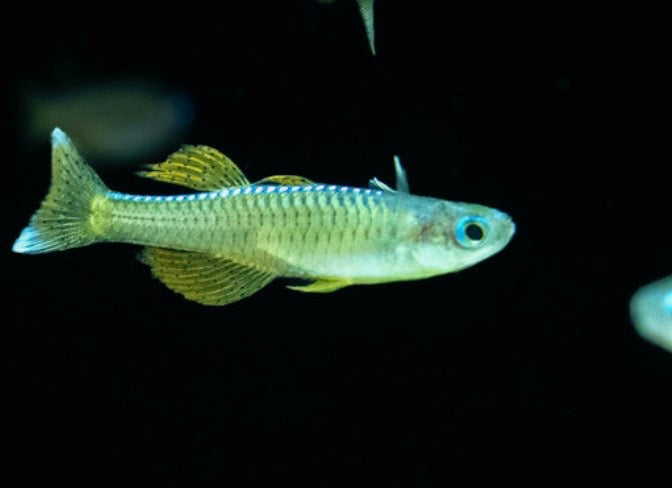 Gertrude Spotted Blue Eye Rainbow