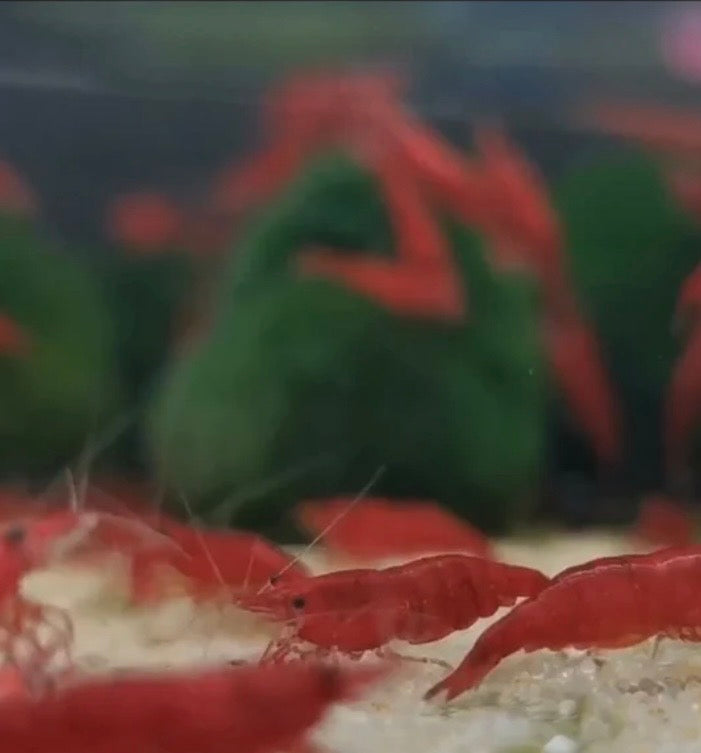 Bloody Mary Shrimp Neocaridina