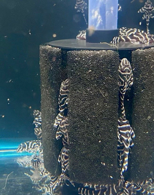 L333 King Tiger Pleco
