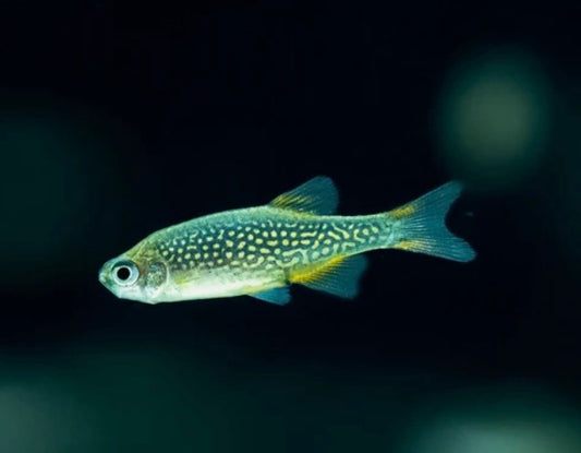 Celestial Pearl Danio