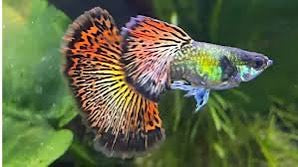 Red Dragon guppy image 0