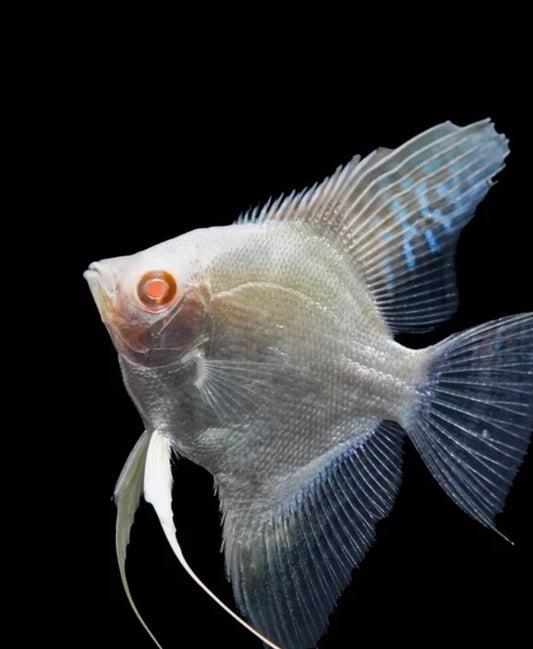 Red Eye Golden Angelfish