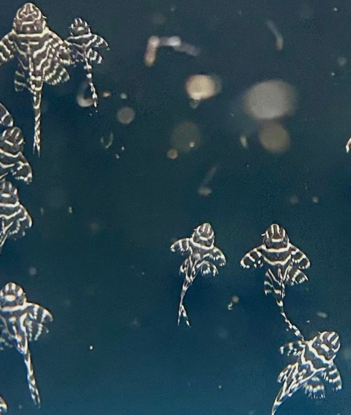 L333 King Tiger Pleco