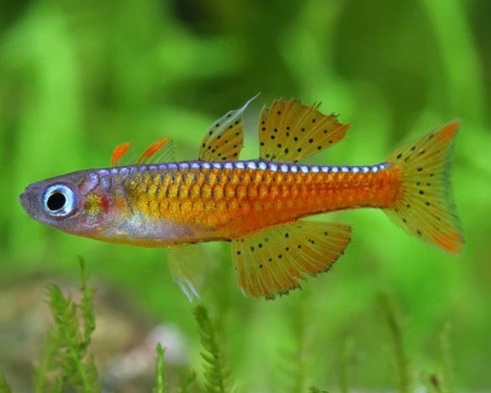 Red Neon Blue Eye Rainbow