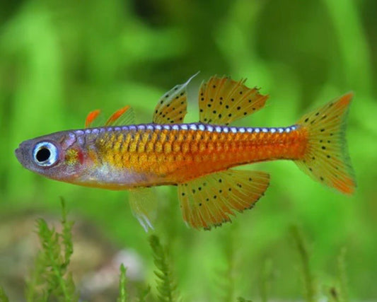 Red Neon Blue Eye Rainbow