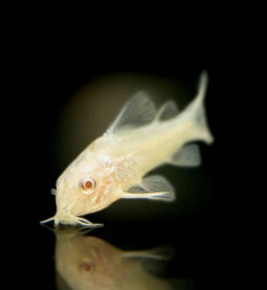 Albino Corydora