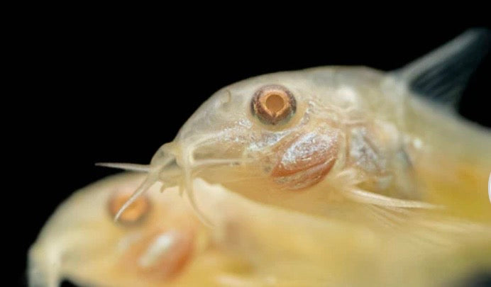 Albino Corydora