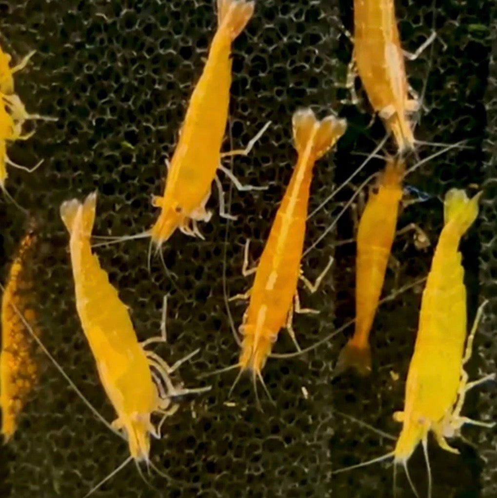 Yellow Fire Shrimp