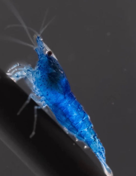Blue Dream Neocaridina