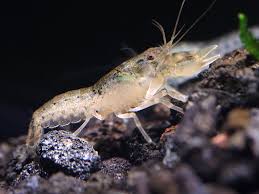 blue brazos dwarf crayfish