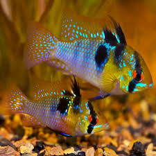 German blue ram